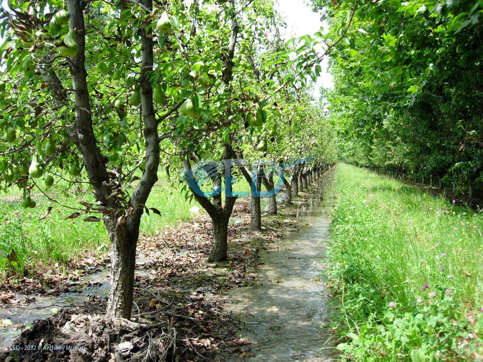 Ced Utilisation de l'eau 001